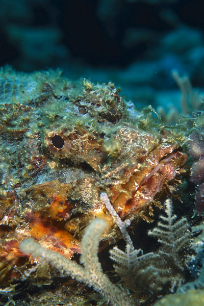 stonefish - belize