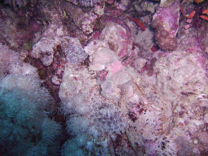 Stonefish--  Can you see me??