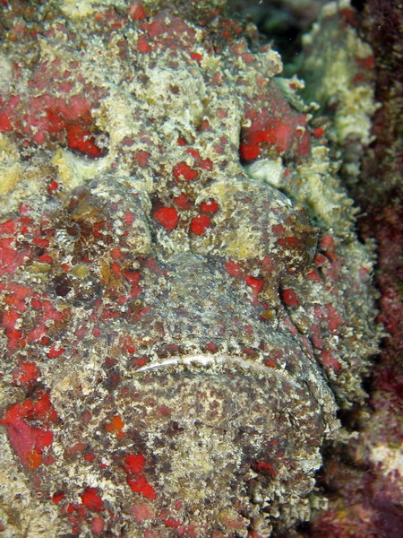 Stonefish Face