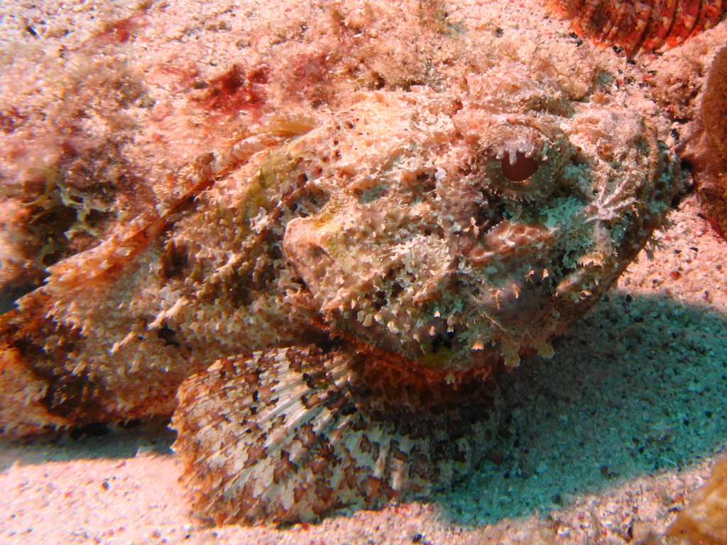 Stonefish in Bonaire