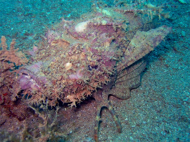 Stonefish in the open