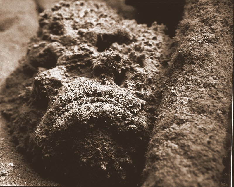 Stonefish mouth BW