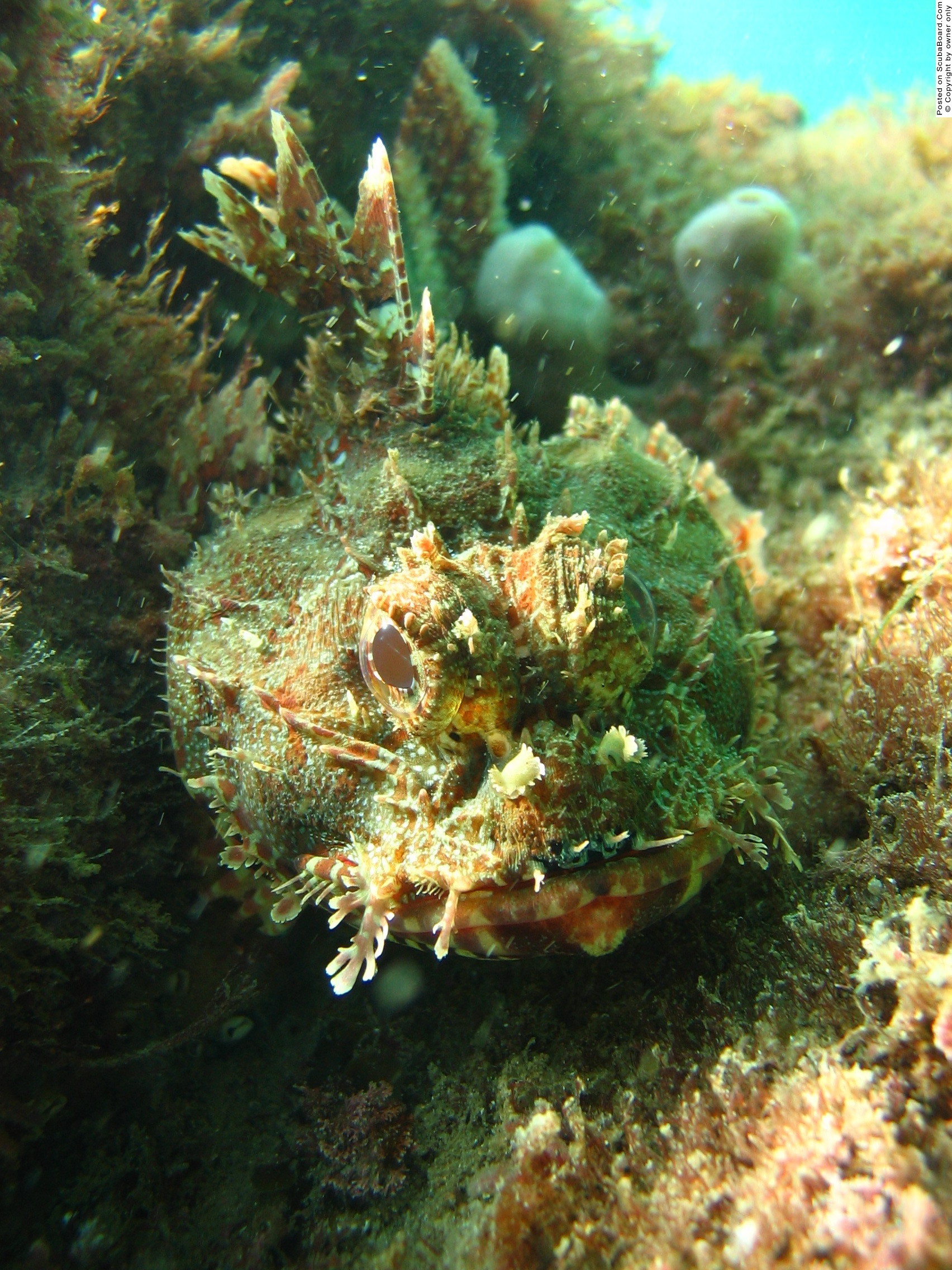 stonefish