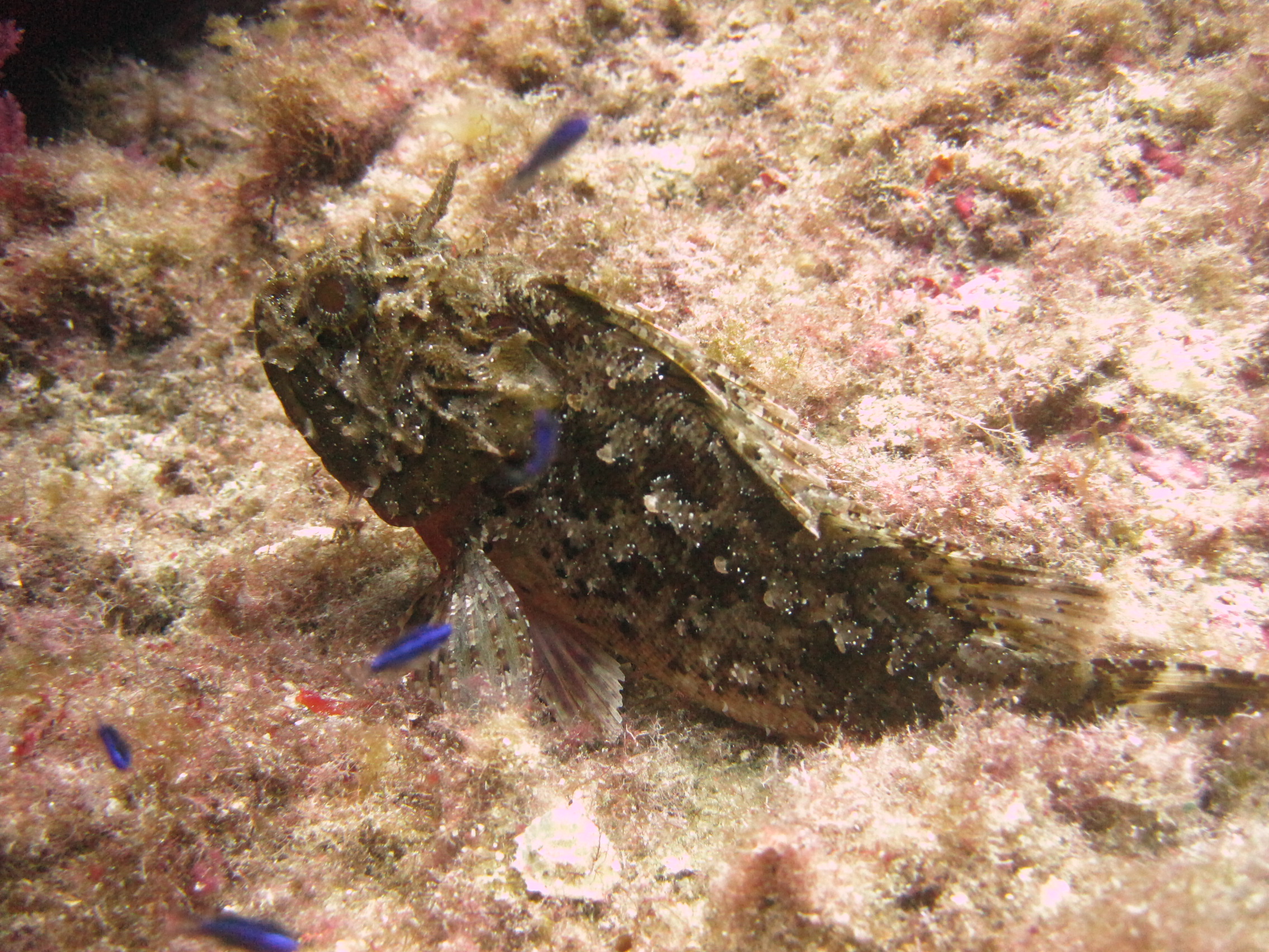 Stonefish