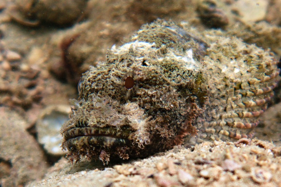 Stonefish