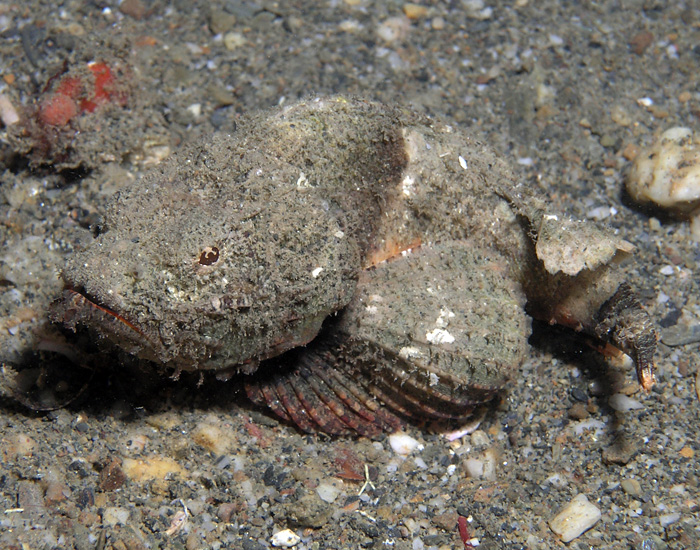 Stonefish