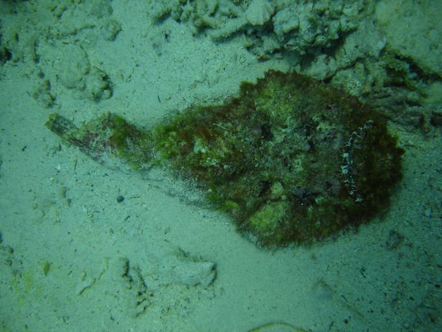 Stonefish