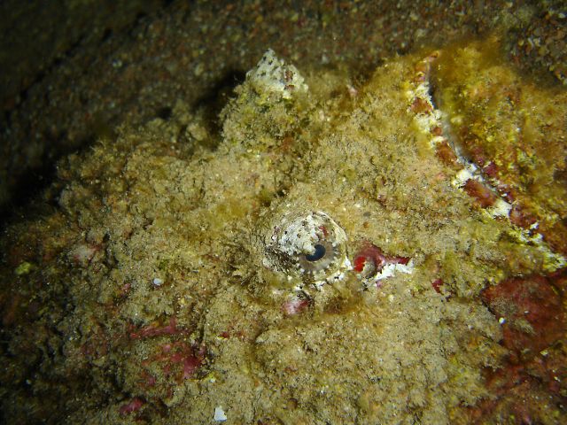 Stonefish