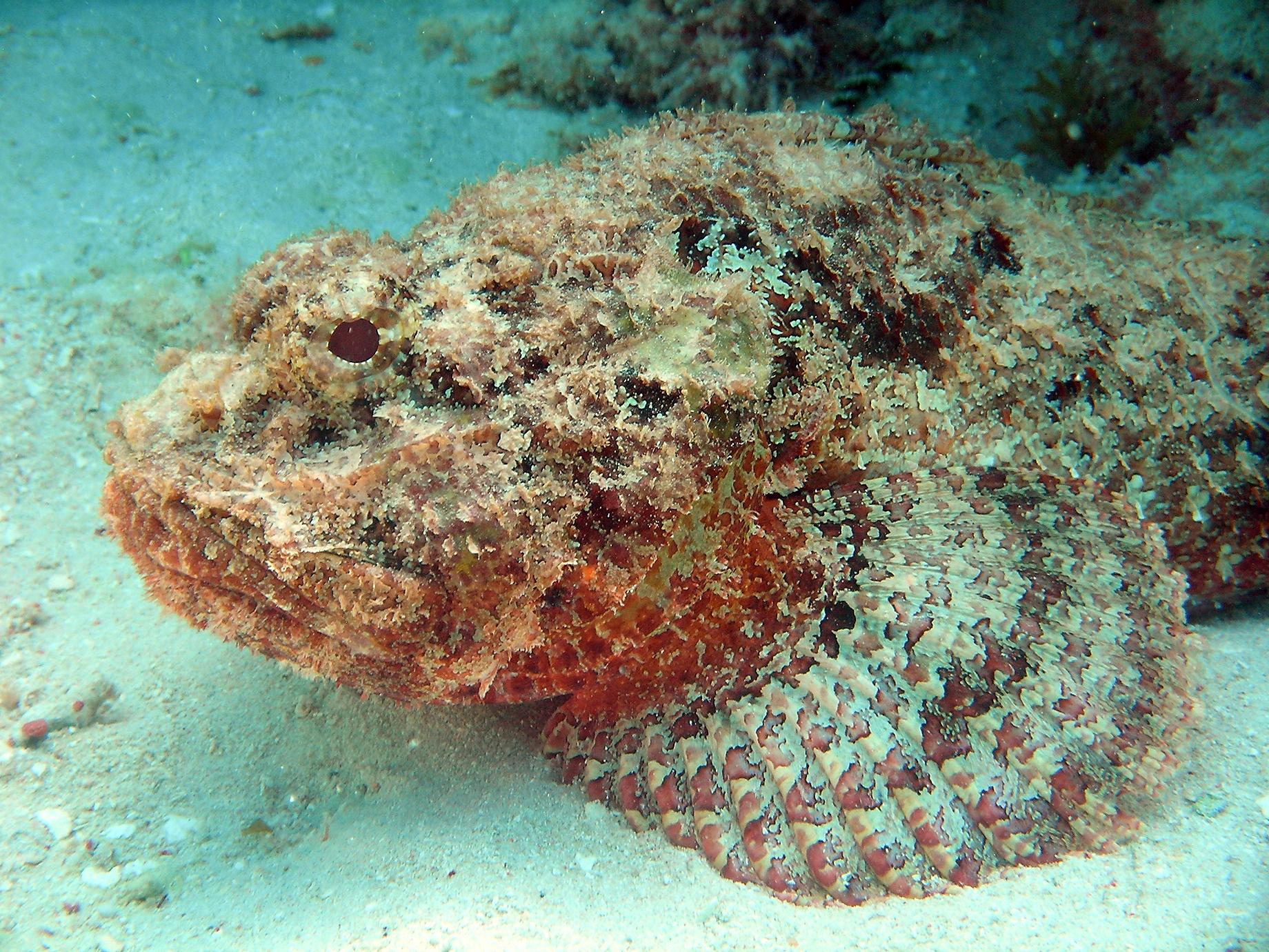 Stonefish