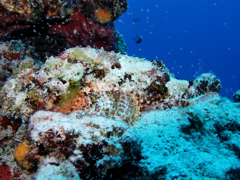 Stonefish