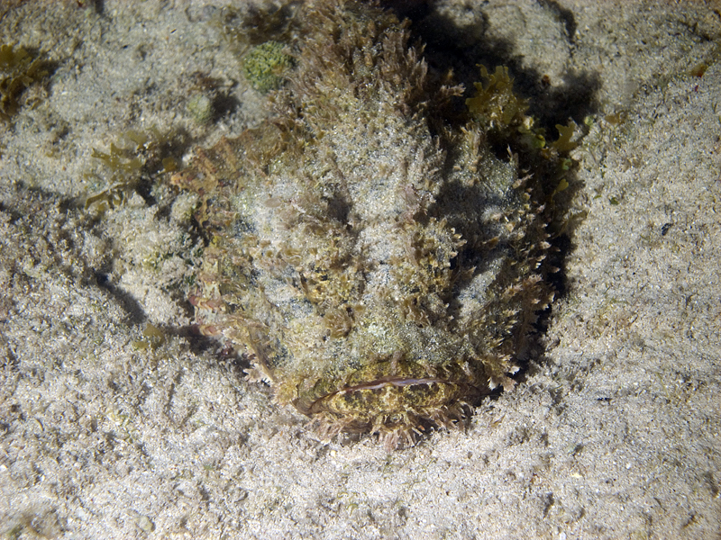 Stonefish