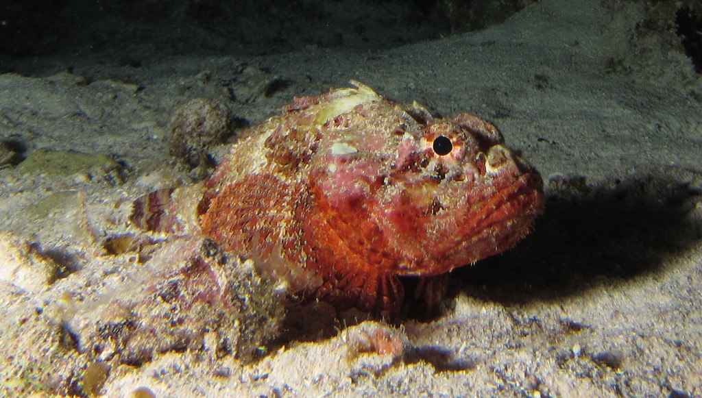 Stonefish_crop