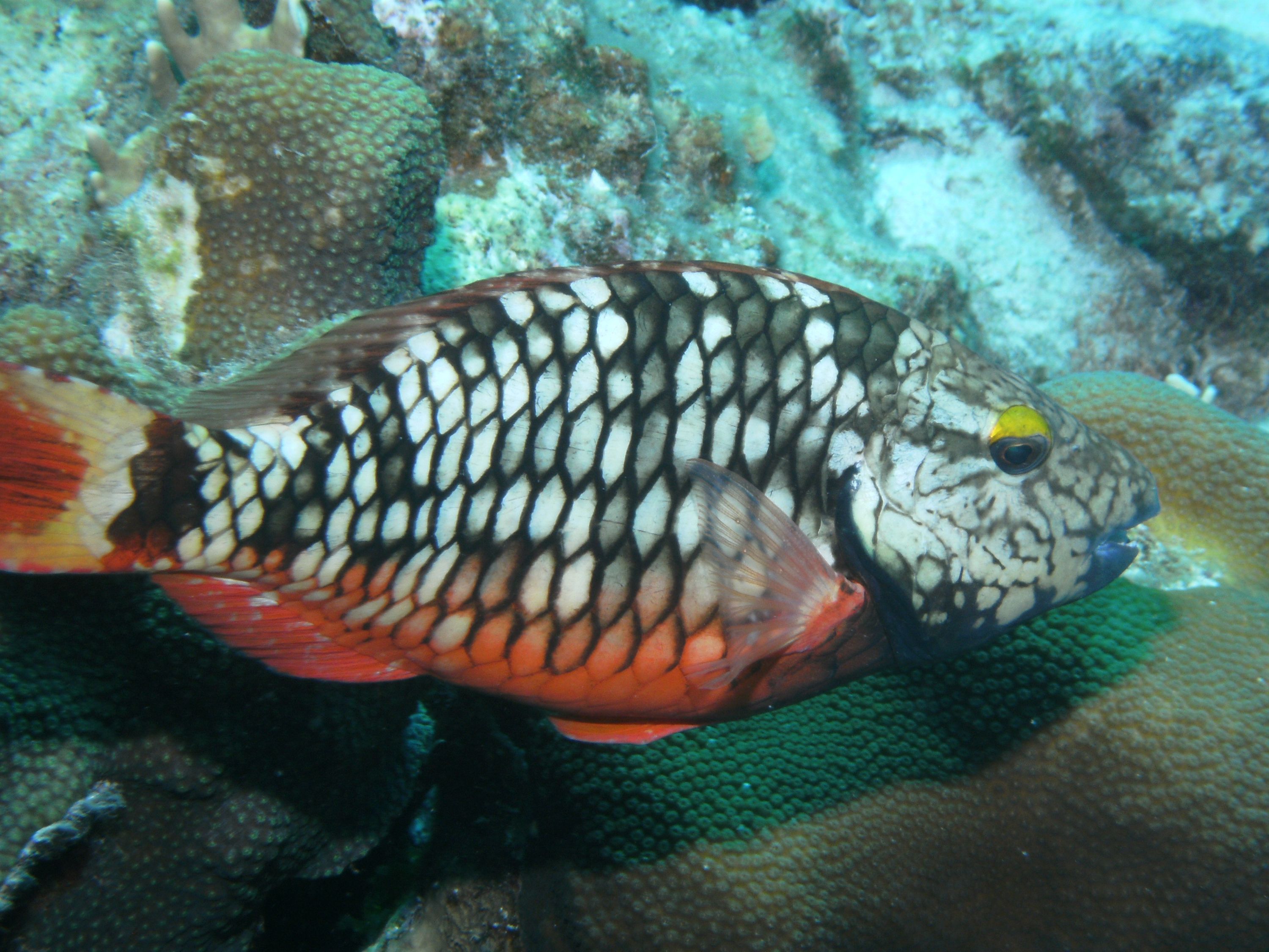 Stoplight Parrot Fish