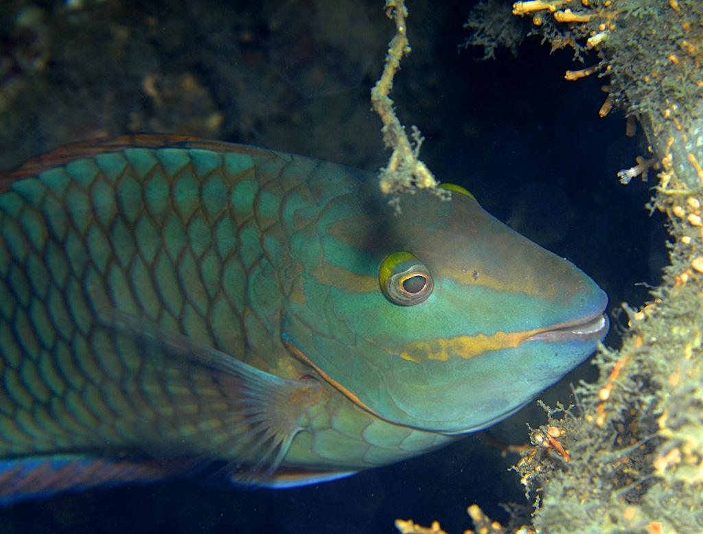 Stoplight Parrot fish