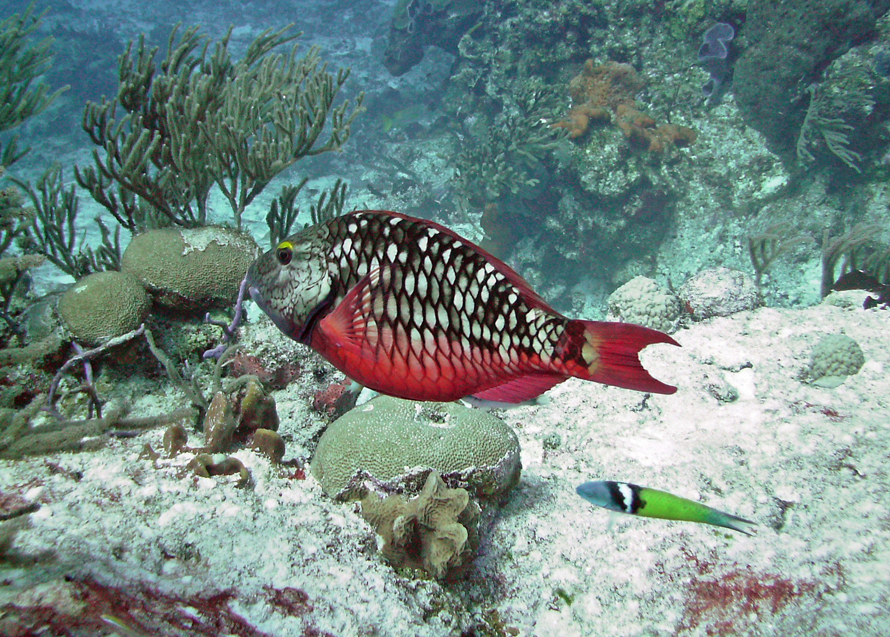 Stoplight Parrot fish