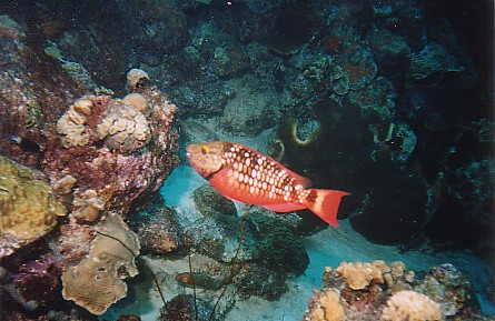 Stoplight Parrotfish, Bonaire