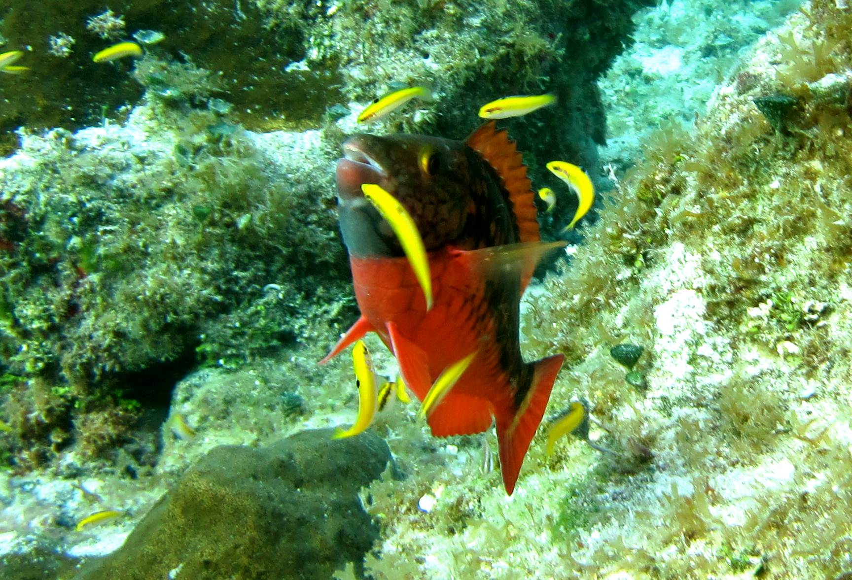 Stoplight Parrotfish cleaning up (Cozumel 2012)