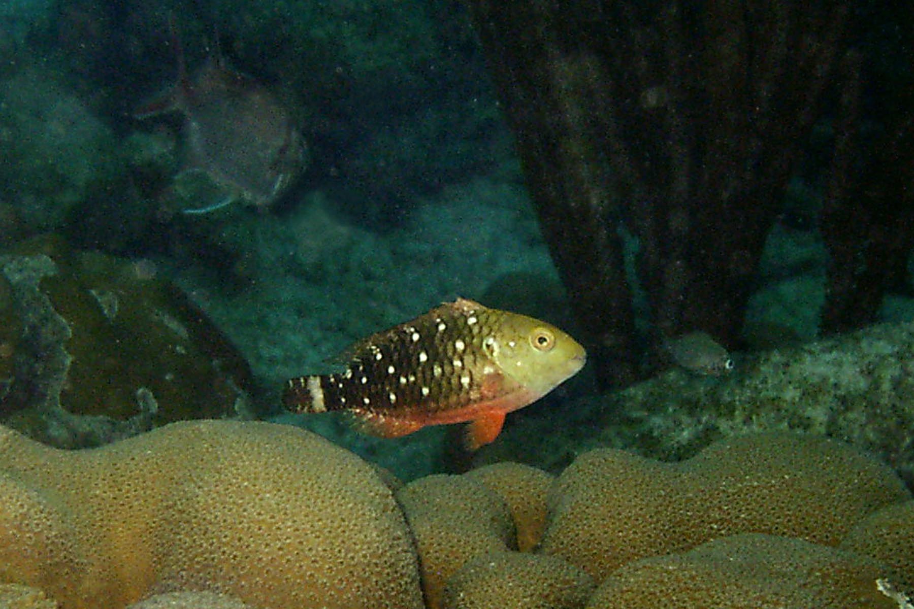 Stoplight Parrotfish - Juvenile Phase