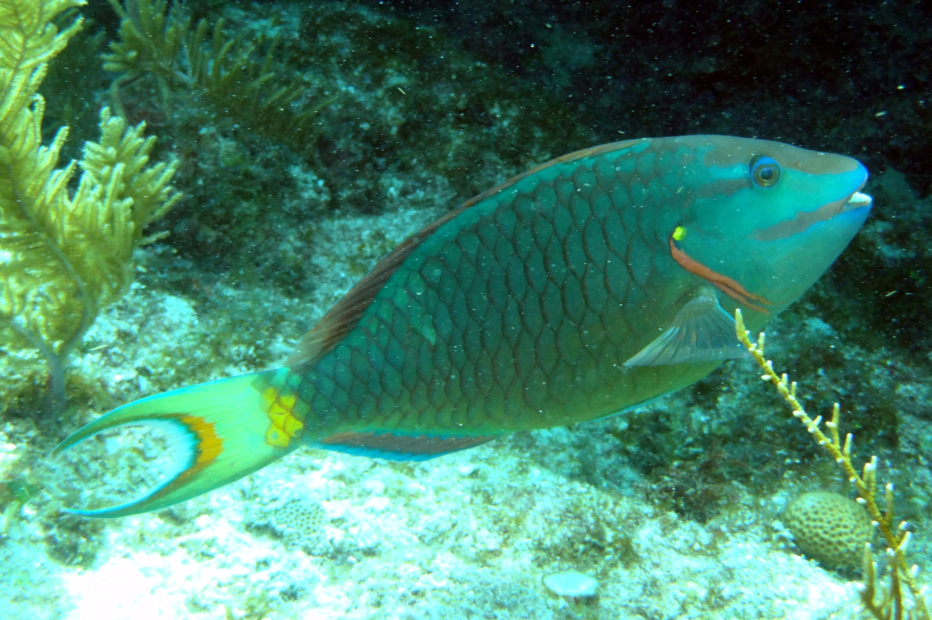 Stoplight Parrotfish Key Largo 15