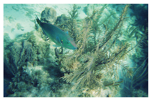 Stoplight Parrotfish ( male ) and corals