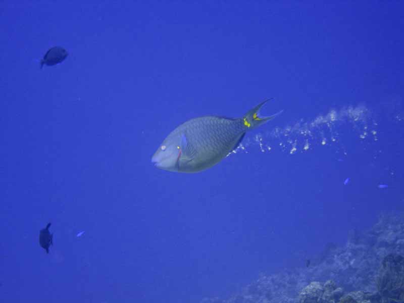 Stoplight Parrotfish - Palancar Gardens - 03-03-09