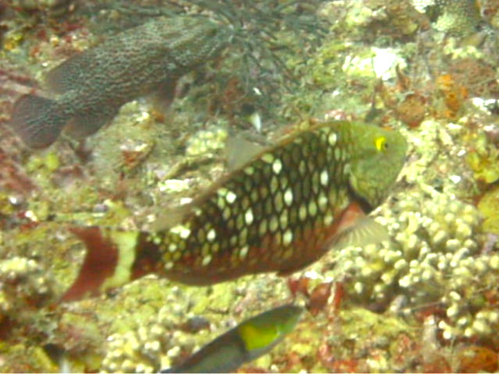 Stoplight Parrotfish (Sparisoma viride)