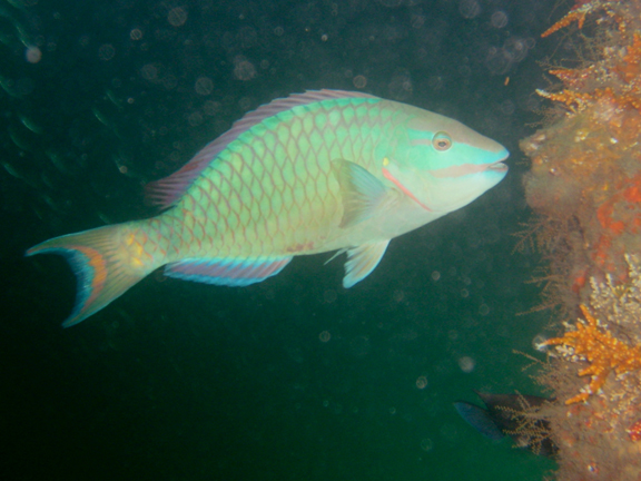 Stoplight Parrotfish (terminal)