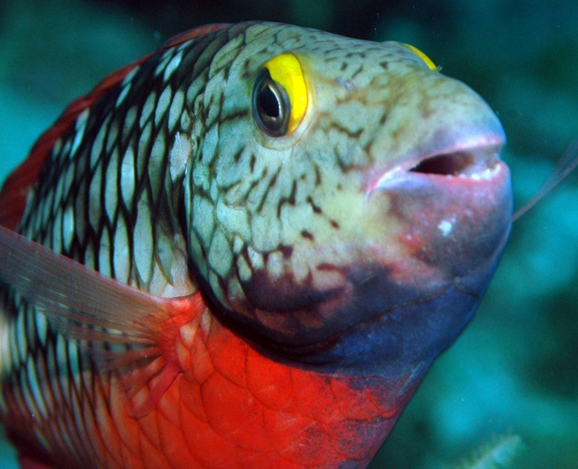 Stoplight Parrotfish