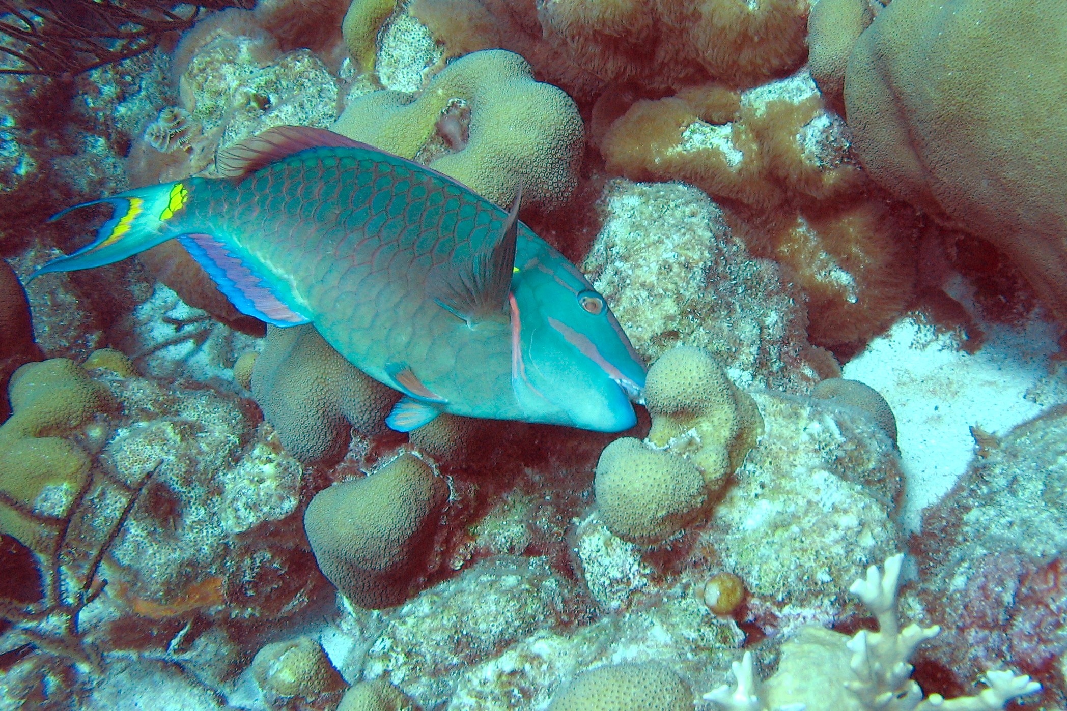 Stoplight Parrotfish