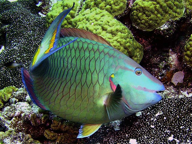 Stoplight parrotfish