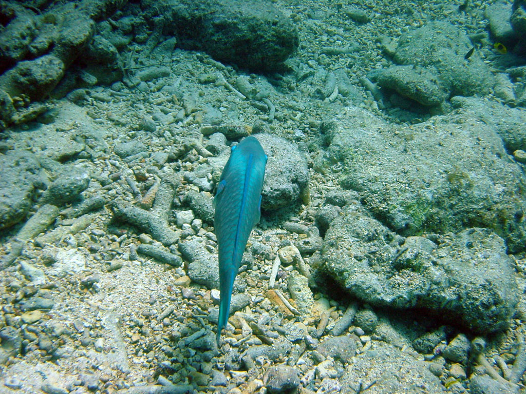 Stoplight Parrotfish