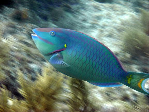 Stoplight Parrotfish