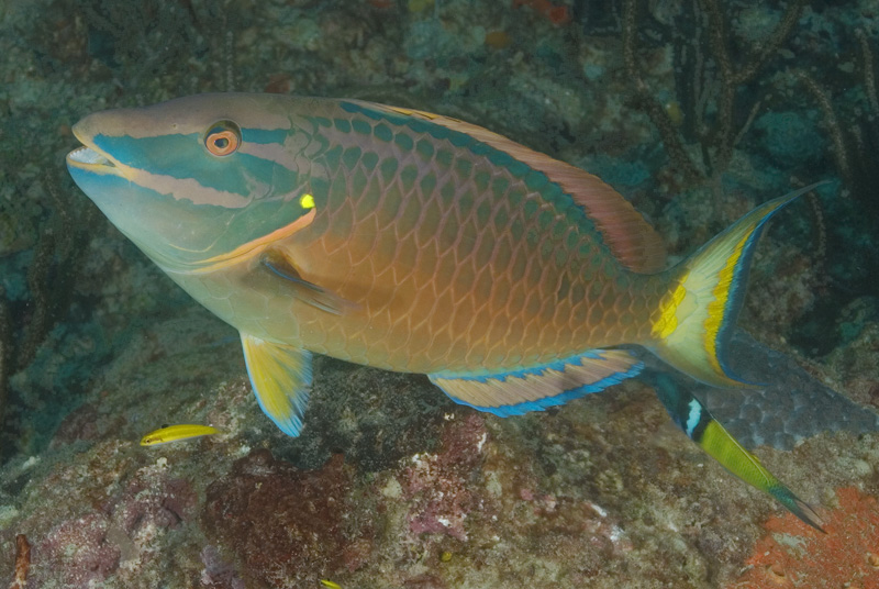 Stoplight Parrotfish