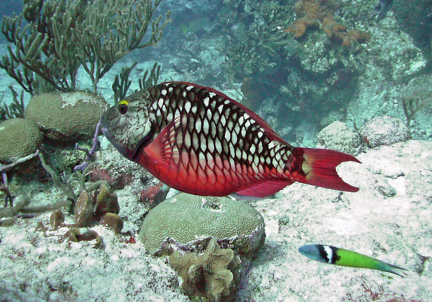 StopLight Parrotfish