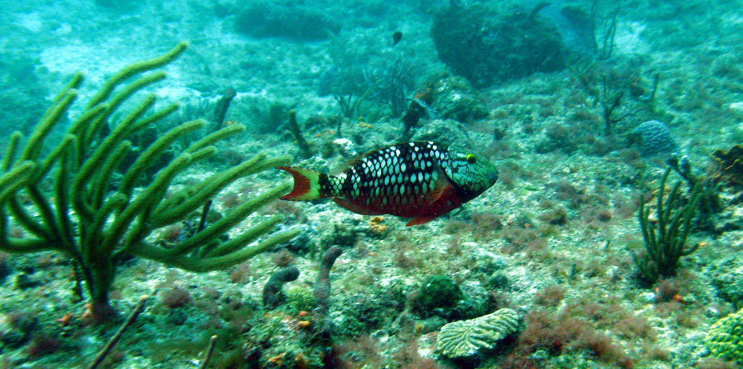 Stoplight Parrotfish