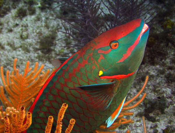 Stoplight_Parrotfish.jpg