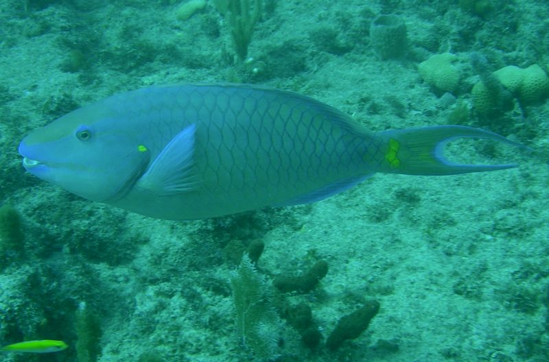 Stoplight_Parrotfish