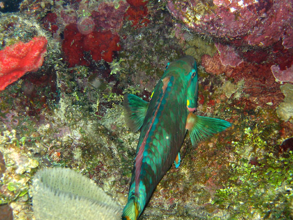 Stoplight_parrotfish_male_sm