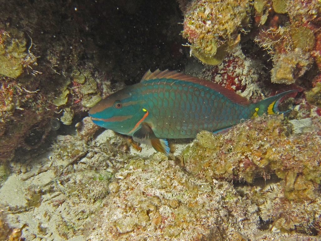 Stoplight_Parrotfish_Terminal