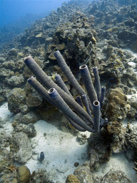 Stove pipe sponges