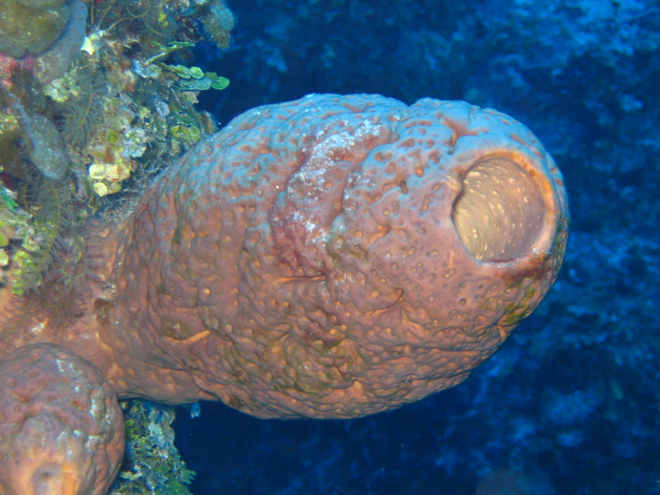 Stovepipe Coral