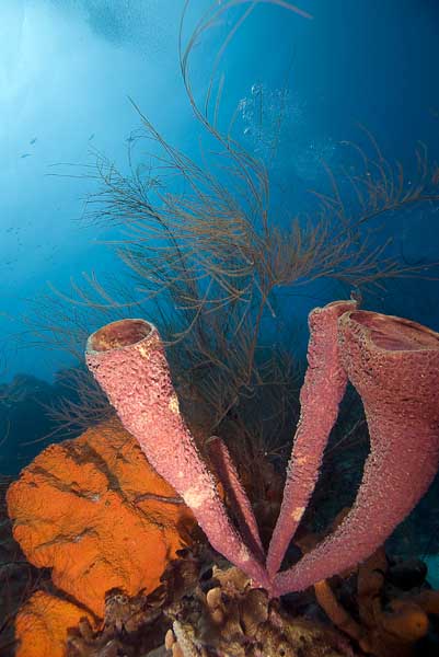 Stovepipe sponge and black coral