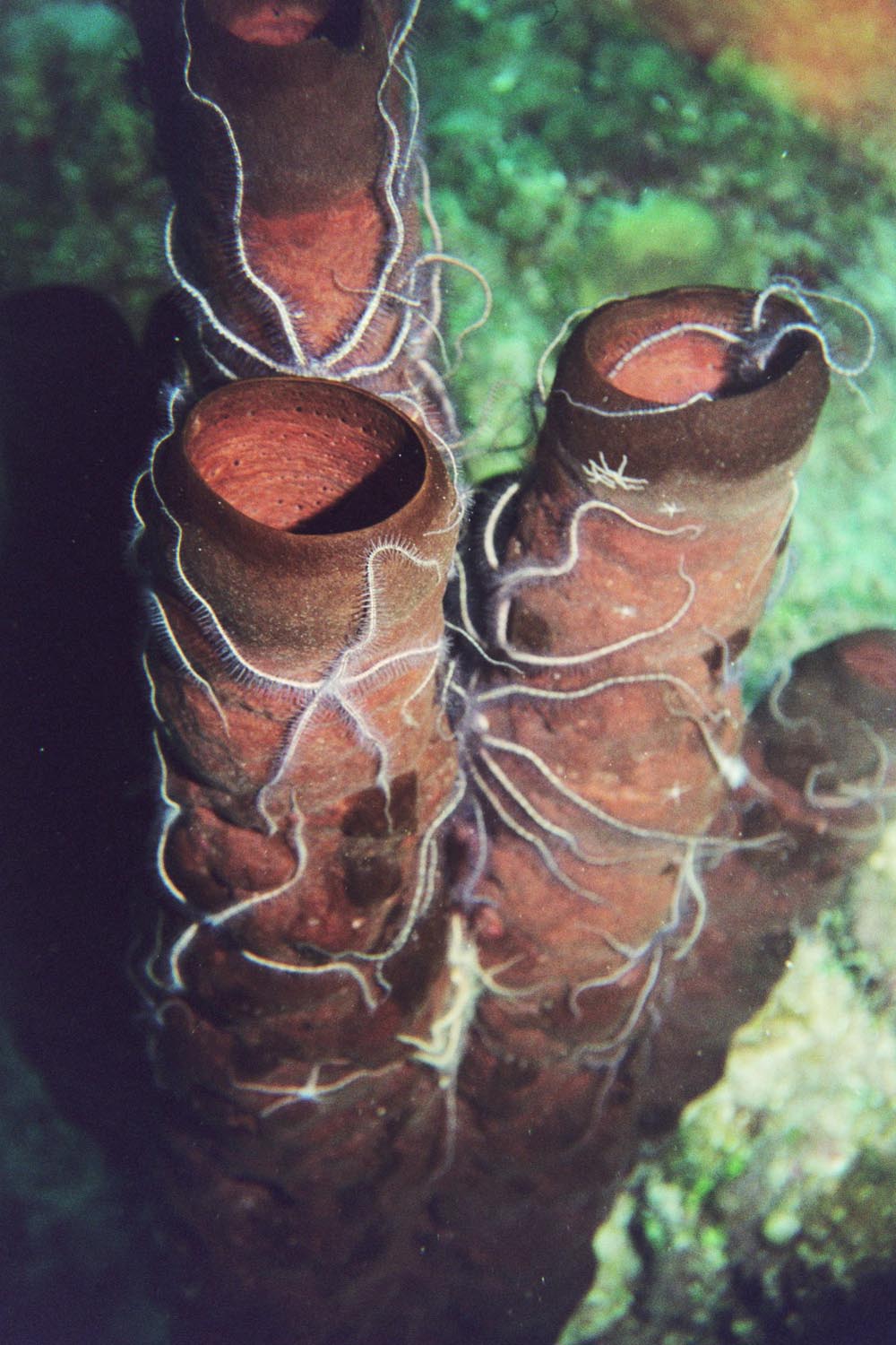 Stovepipe Sponges with Sponge Brittle Stars