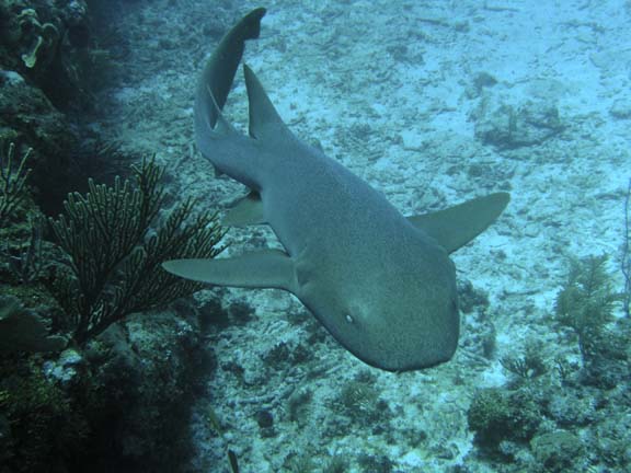 Stradled Shark