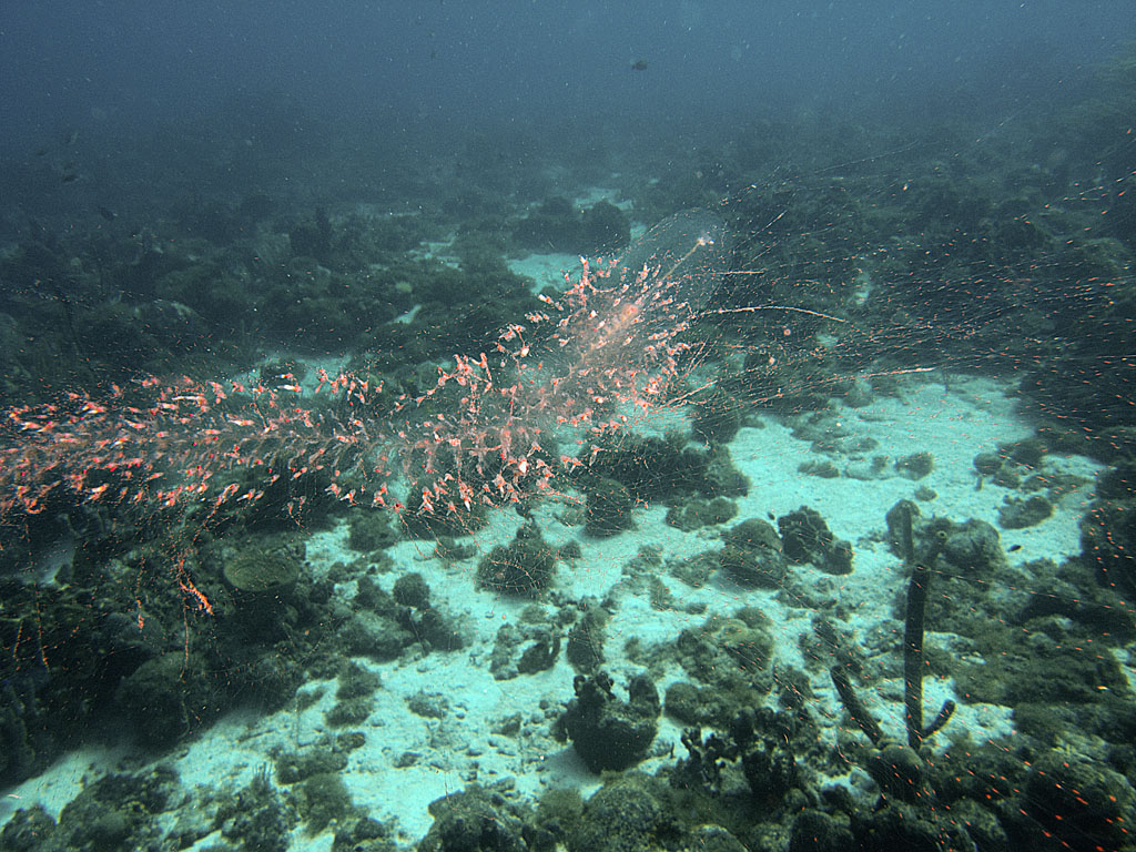 Strange creature at Lagun, Curacao