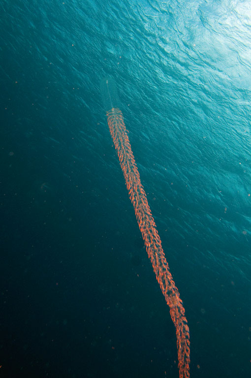 Strange creature at Lagun, Curacao