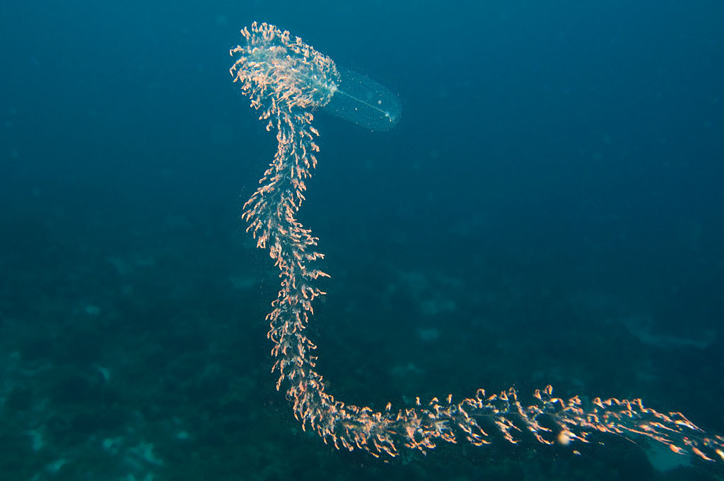 Strange creature at Lagun, Curacao