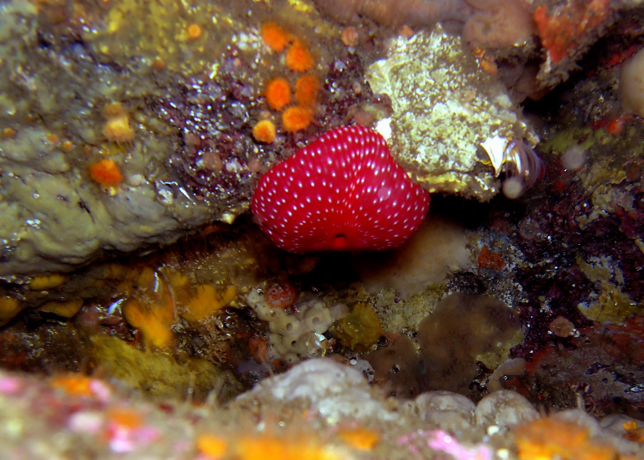 Strawberry  Anemone (closed) and Acorn Barnacle