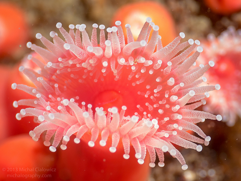 Strawberry Anemone - Point Lobos (Whalers Cove)