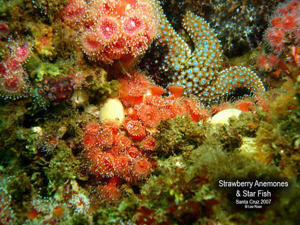 Strawberry Anemone